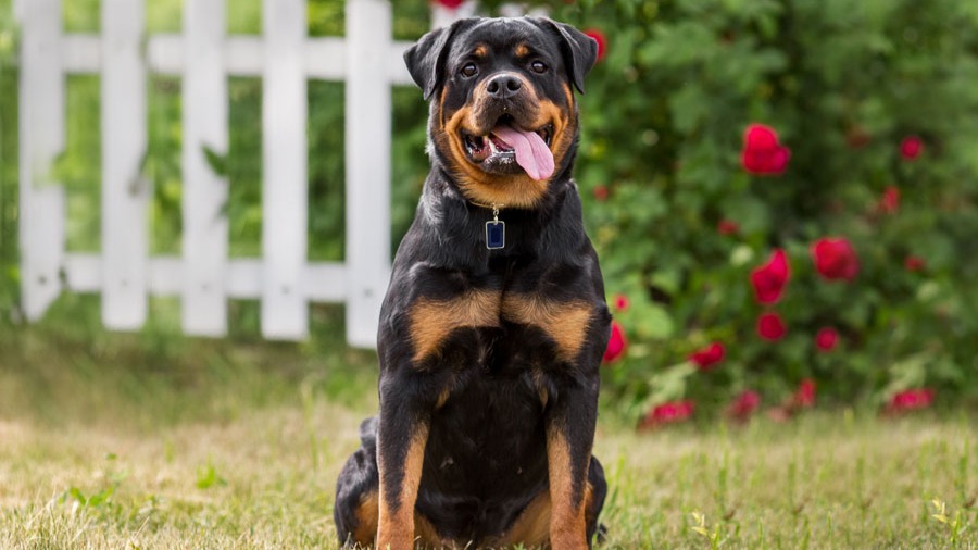 Harga anjing rottweiler yang bisa di bilang sangat fantastis