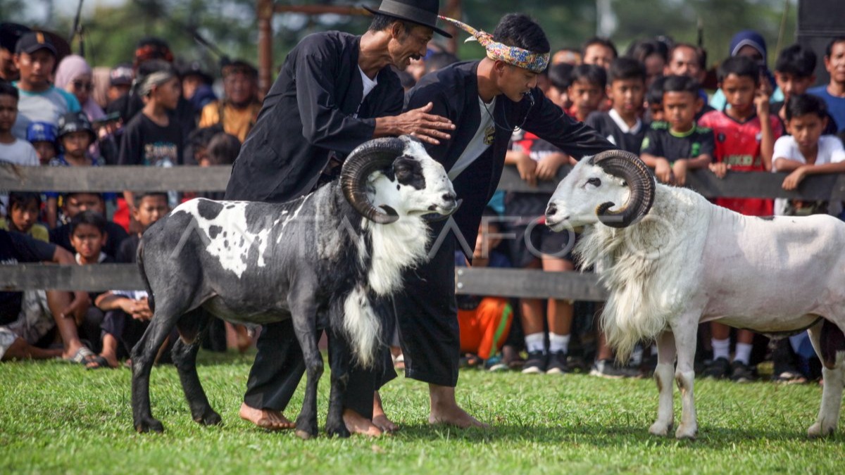 Domba garut adu kepala doma seperti ini