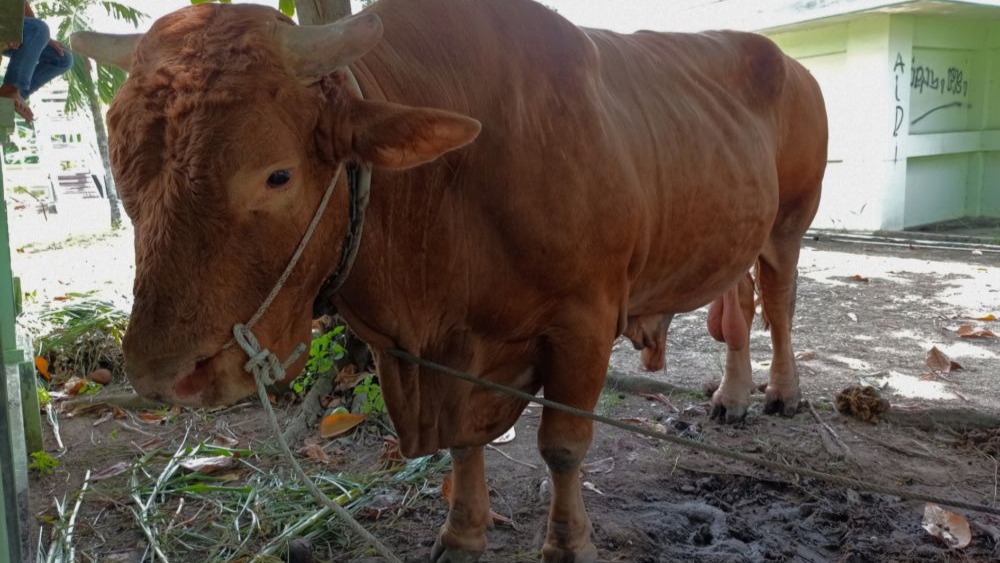 Sapi kurban adalah hal terbaik beramal pada waktunya