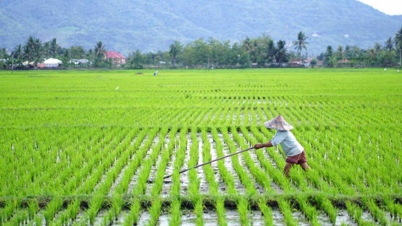 Berbisnis membuat sawah dengan tips