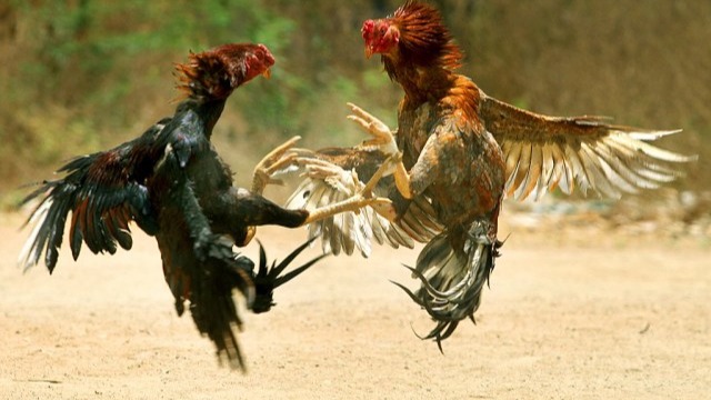 Adu ayam yang paling di gandrungi di masyarakat