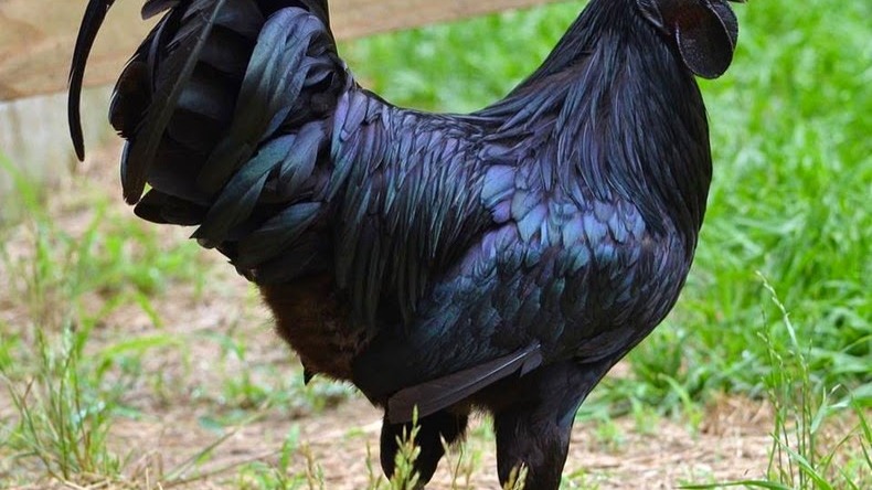 Ayam cemani menjadi ayam tangguh