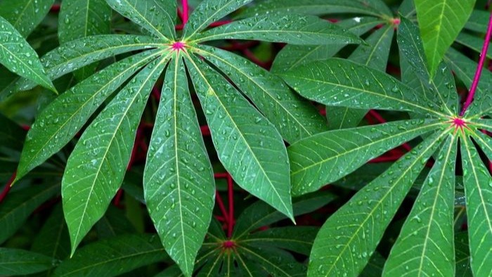 Manfaat daun ketela menjadi cita rasa unik yang lezat dan super | contoh masakan daun ketela