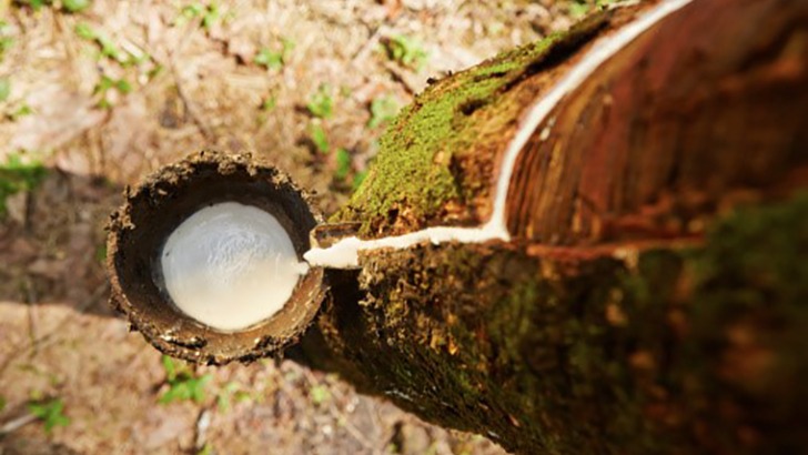 Manfaat dan kegunaan pohon karet untuk kegiatan sehari hari | pohon karet merupakan banyak kegunaan
