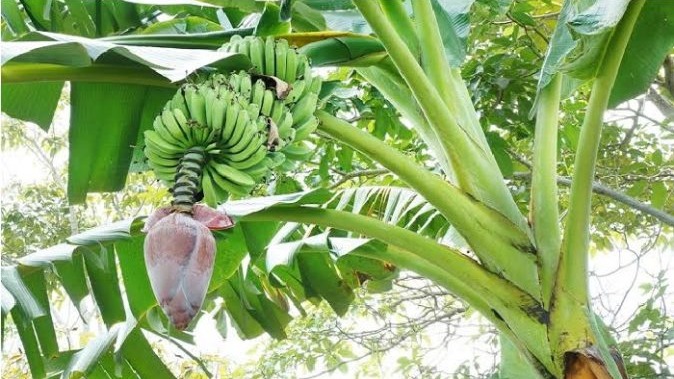 Pohon pisang cara kelola menjadi uang - berikut kelebihan tersendiri dari pohon pisang 