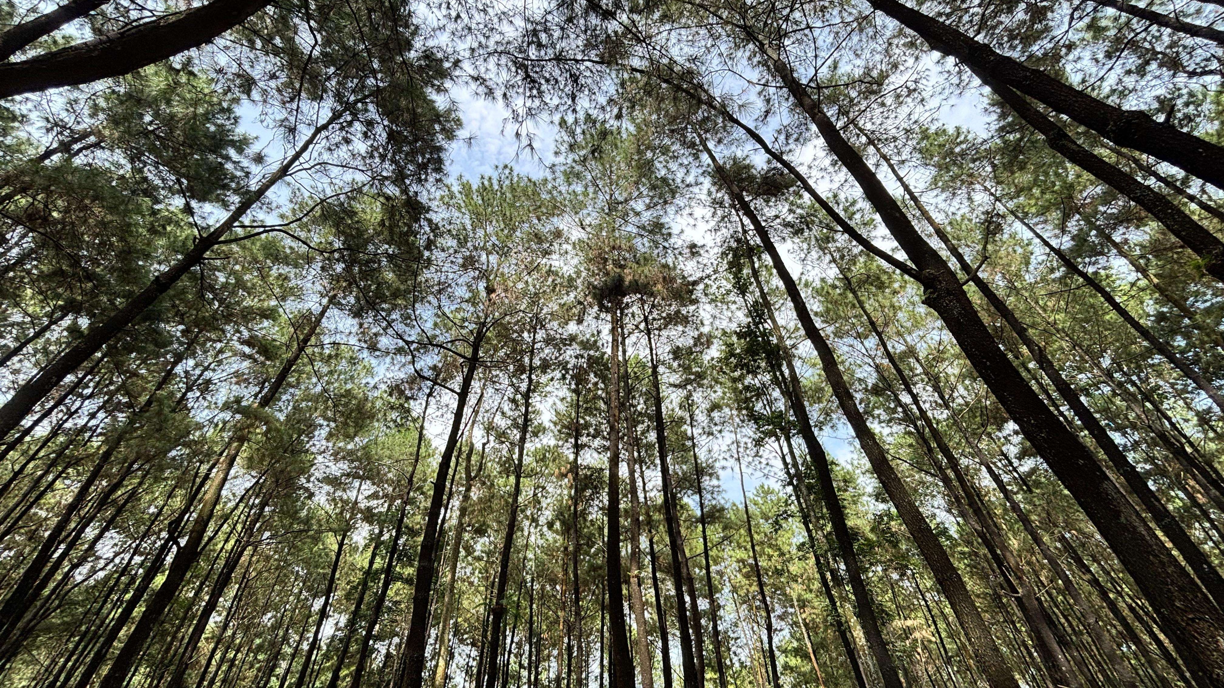 Pohon pinus menjadi pohon paling bermanfaat - kelebihan dan manfaat pohon pinus berikut ini
