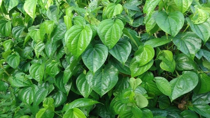 Daun sirih menjadi alternatif tersendiri tanaman yang di kenal di Asia - keunikan daun sirih menjadi hal terbaru