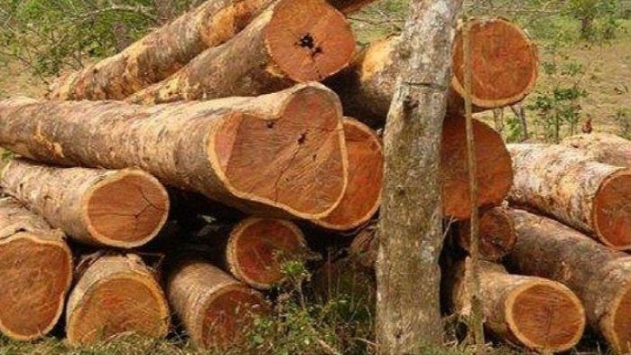 KAYU cendana yang mahal harganya selangit gaji umr konoha tidak sanggup beli