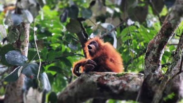 Heboh Penemuan Spesies Baru di Hutan Kalimantan: Penanda Kesehatan Ekosistem atau Alarm Perusakan Habitat?