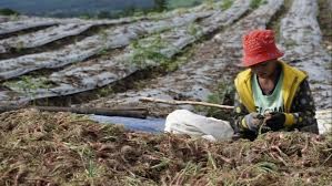 Proyek Food Estate vs Lahan Masyarakat Adat: Mencari Titik Temu Pembangunan dan Keadilan Agraria